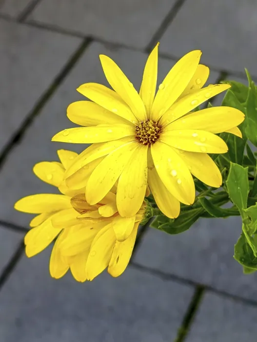 Framed Print : Doronicum perennial flowers, copy space