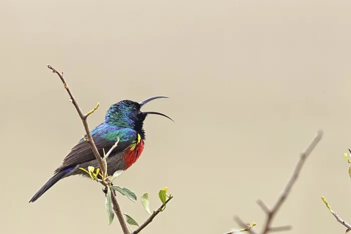 Framed Print : Double-banded nectarbird (Cinnyris afer) sitting on a branch in Amakhala Game Reserve