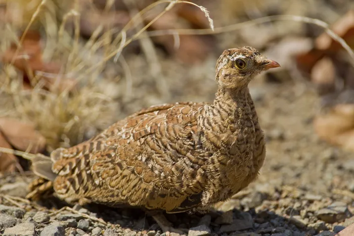 Framed Print : Double-banded sandgrouse (Pterocles bicinctus) in the bush