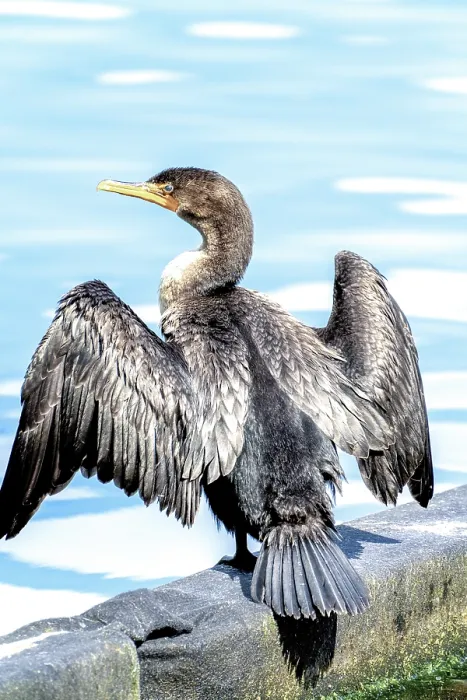 Framed Print : Double-crested cormorant roosting near the waters edge Framed Print : Double-crested cormorant roosting near the waters edge