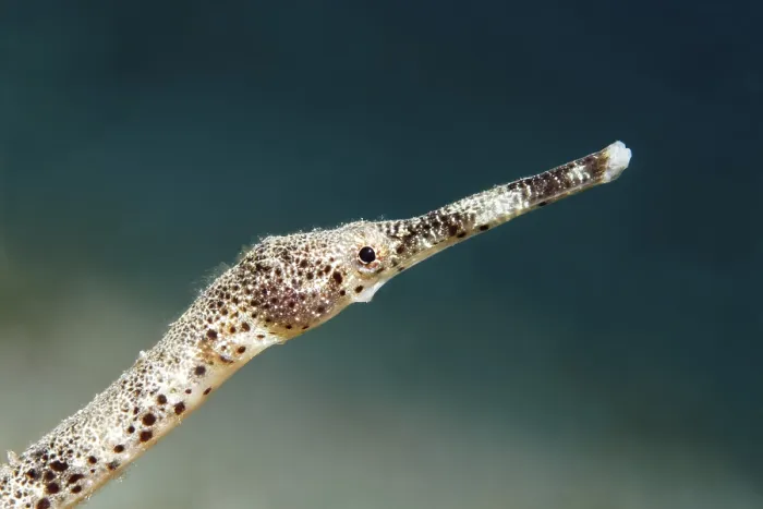 Framed Print : Double-ended pipefish (Trachyrhamphus bicoarctatus)