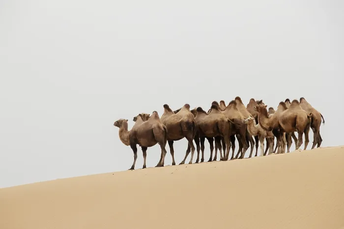 Framed Print : Double hump camels (Bactrian Camels) in grassland of Mongolia are in danger