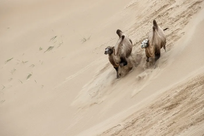 Framed Print : Double hump camels (Bactrian Camels) in grassland of Mongolia are endangered species