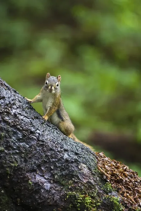 Framed Print : Douglas squirrel (Tamiasciurus douglasii)