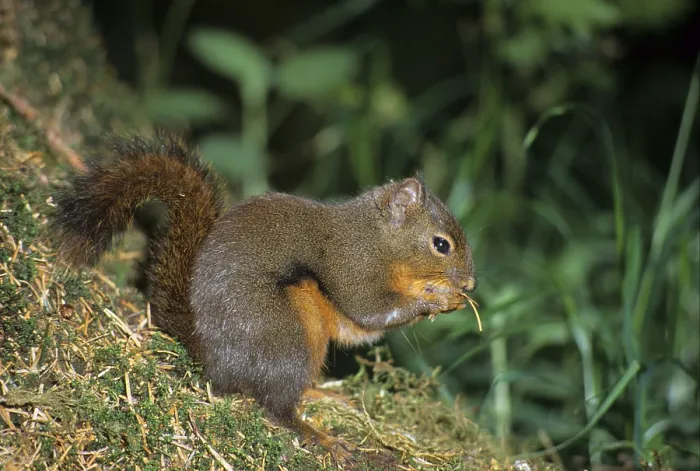 Framed Print : Douglas Squirrel (Tamiasciurus douglasii) Framed Print : Douglas Squirrel (Tamiasciurus douglasii)