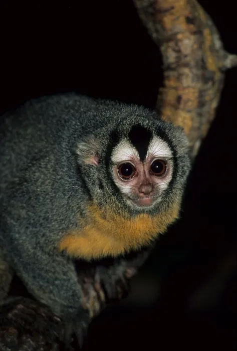 Framed Print : Douroucouli, night monkey, monkeys