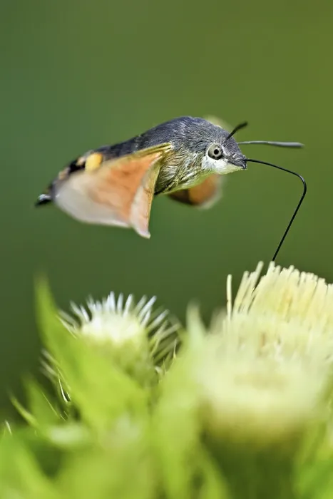 Framed Print : Dove's tail (Macroglossum stellatarum)