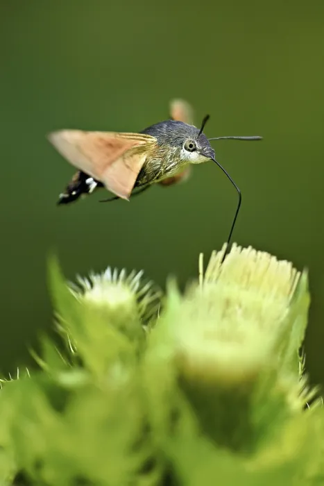 Framed Print : Dove's tail (Macroglossum stellatarum) Framed Print : Dove's tail (Macroglossum stellatarum)