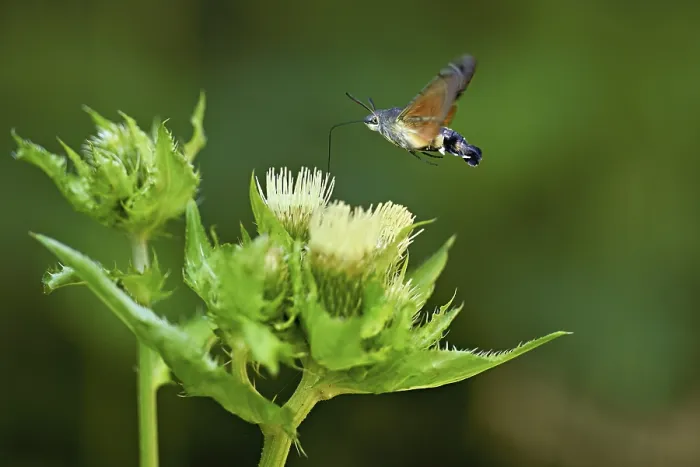 Framed Print : Dove's tail (Macroglossum stellatarum)