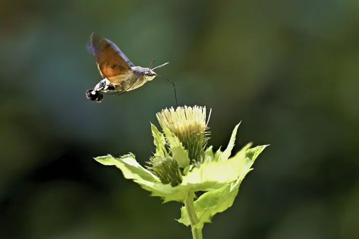 Framed Print : Dove's tail (Macroglossum stellatarum) Framed Print : Dove's tail (Macroglossum stellatarum)