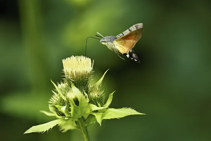 Framed Print : Dove's tail (Macroglossum stellatarum)