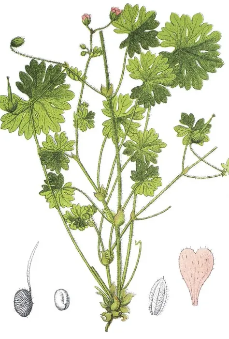 Framed Print : Dovesfoot cranesbill (Geranium molle) Framed Print : Dovesfoot cranesbill (Geranium molle)