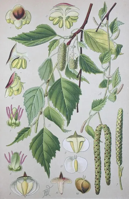 Framed Print : Downy birch (Betula pubescens)