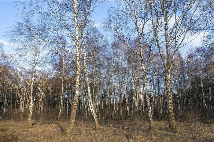 Framed Print : Downy birches (Betula pubescens) in winter Framed Print : Downy birches (Betula pubescens) in winter