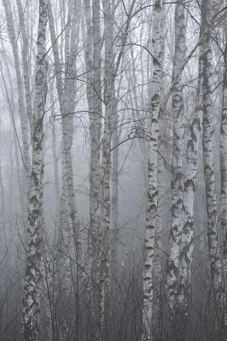 Framed Print : Downy birches (Betula pubescens) in winter in the fog Framed Print : Downy birches (Betula pubescens) in winter in the fog