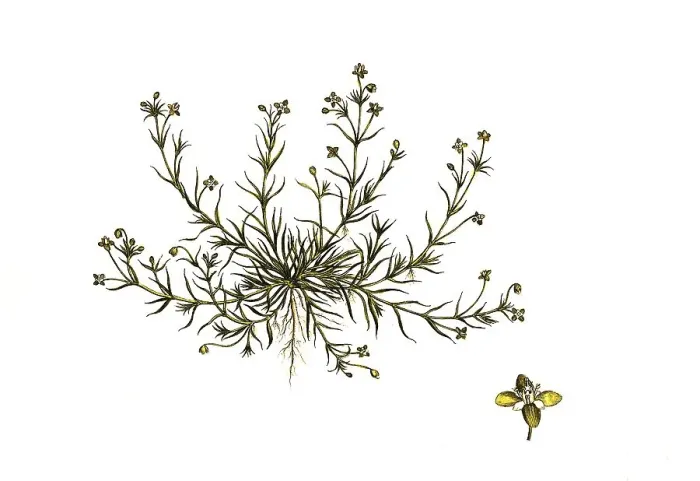Framed Print : Downy mastwort, Sagina procumbens Framed Print : Downy mastwort, Sagina procumbens