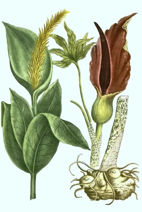 Framed Print : Dracunculus serpentaria, common dragonwort