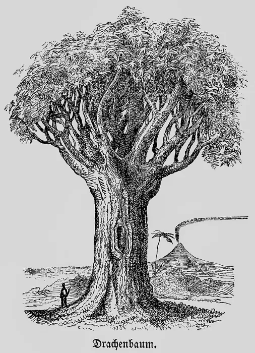 Framed Print : Dragon tree (Dracaena), distribution in tropics and subtropics