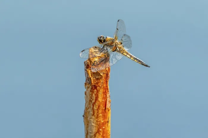 Framed Print : Dragonfly catching on branch tree on sky background