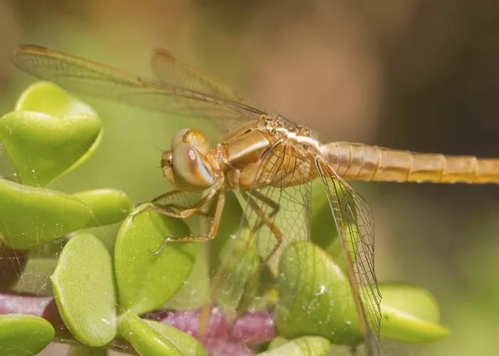 Framed Print : Dragonfly closeup on a plant in the wild