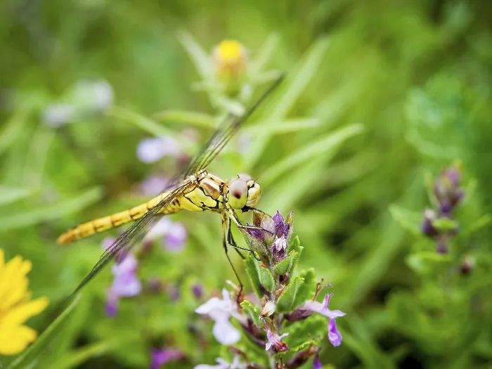 Framed Print : Dragonfly on a flower