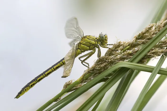Framed Print : Dragonfly (Gomphus pulchellus) after eclosion