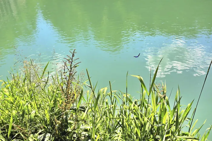 Framed Print : Dragonfly over green grass on the banks of a calm body of water Framed Print : Dragonfly over green grass on the banks of a calm body of water