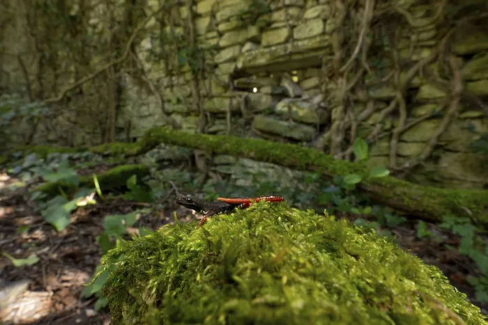 Framed Print : A dragonfly on a mossy rock in a lush forest with an ancient stone wall covered in ivy