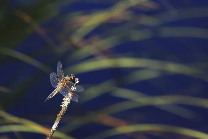Framed Print : Dragonfly on a stalk over blue water
