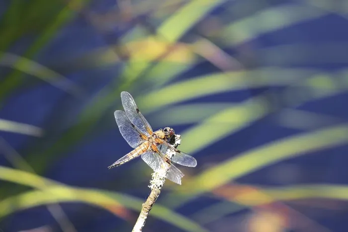 Framed Print : Dragonfly on stalk over blue water