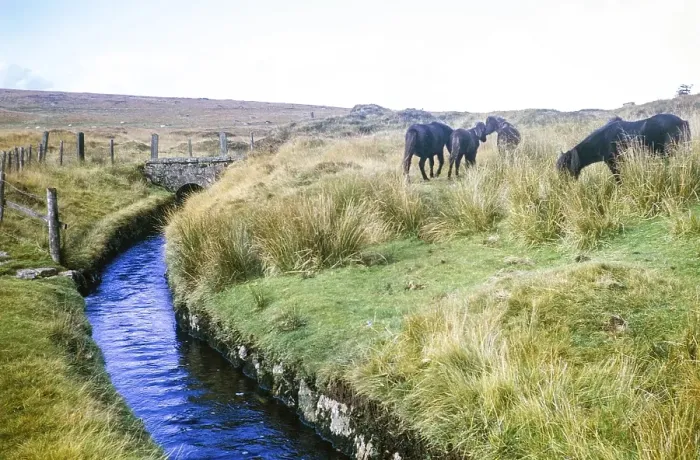 Framed Print : Drainage channel of Devonport Leat, Dartmoor National Park, Devon, England, UK 1973