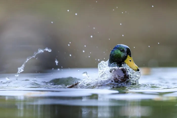 Framed Print : A drake emerges and shakes off water Framed Print : A drake emerges and shakes off water