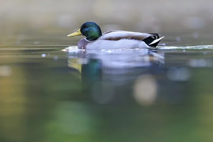 Framed Print : A drake glides alone across the still water