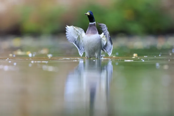 Framed Print : The drake raises its wings slightly