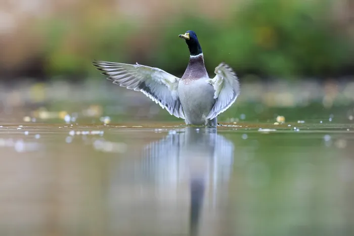 Framed Print : A drake shows flapping wings in still water