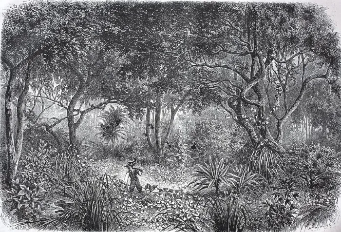 Framed Print : Drawing from the African rainforest in 1880 in present-day Ghana