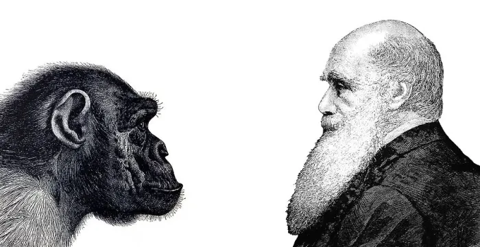 Framed Print : Drawing, Charles Darwin, chimpanzee