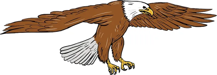 Framed Print : Drawing sketch style illustration of bald eagle swooping wings flapping viewed from the side set on isolated white Framed Print : Drawing sketch style illustration of bald eagle swooping wings flapping viewed from the side set on isolated white