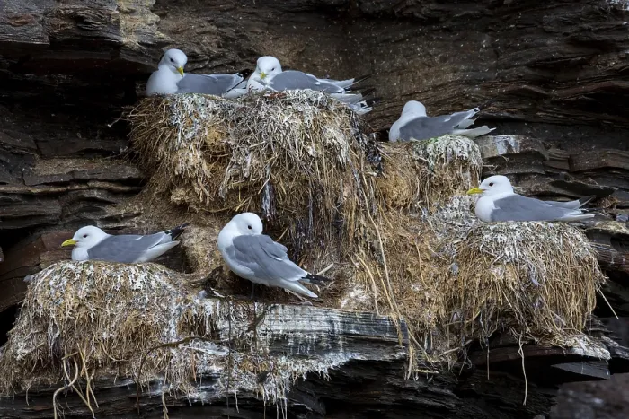 Framed Print : Dreizehenmoewe, Black-legged Kittiwake Framed Print : Dreizehenmoewe, Black-legged Kittiwake