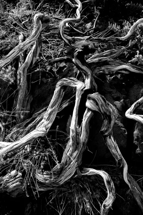 Framed Print : Dried branches over soil in La palma Caldera de Taburiente at Canary islands