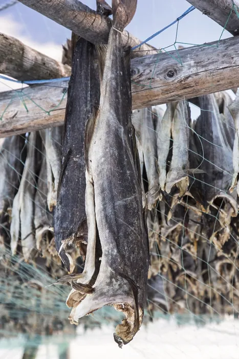 Framed Print : Dried cod, near Skallelv, Vadso Framed Print : Dried cod, near Skallelv, Vadso