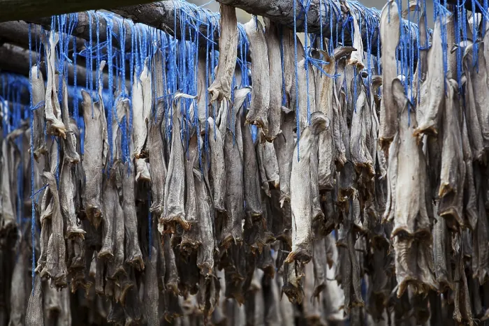 Framed Print : Dried fish, Iceland, Europe Framed Print : Dried fish, Iceland, Europe