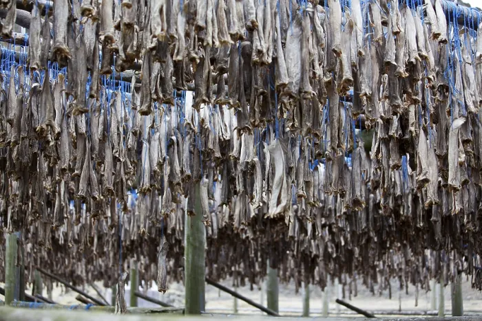 Framed Print : Dried fish, Iceland, Europe