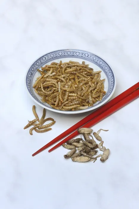 Framed Print : Dried mealworms in bowl and grills with chopsticks