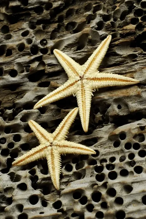 Framed Print : Dried starfish on driftwood Framed Print : Dried starfish on driftwood