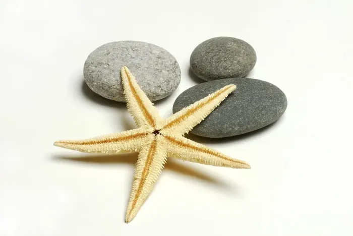 Framed Print : Dried starfish and stones, cut-out, object Framed Print : Dried starfish and stones, cut-out, object