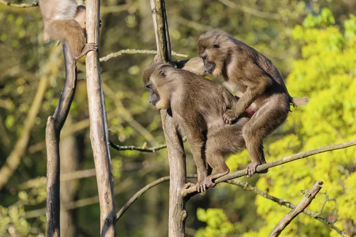 Framed Print : Two Drills (Mandrillus leucophaeus) mating high up in a tree Framed Print : Two Drills (Mandrillus leucophaeus) mating high up in a tree