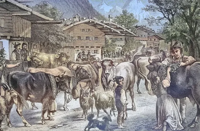 Framed Print : Driving up the cows to the Senner Alpe Framed Print : Driving up the cows to the Senner Alpe
