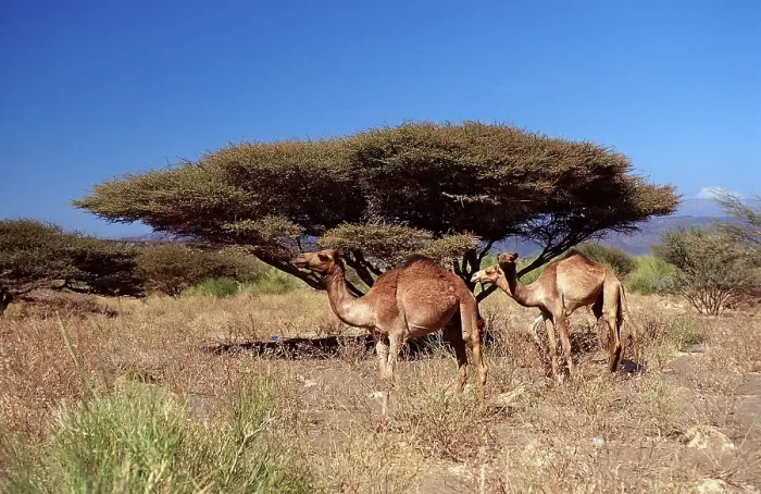Framed Print : Dromedaries, Camelus dromedarius Framed Print : Dromedaries, Camelus dromedarius