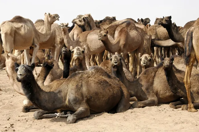 Framed Print : Dromedary camels, Arabian camels (Camelus dromedarius)